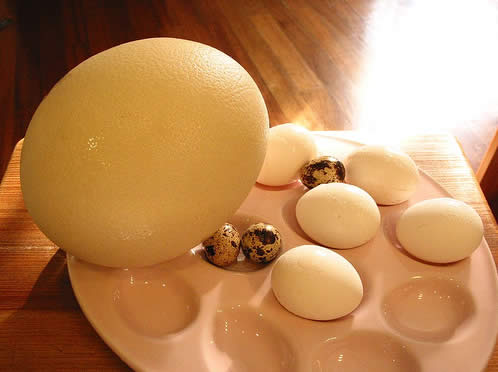 australia straus eag