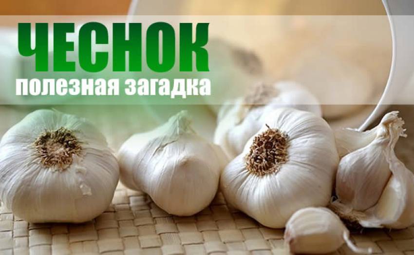 Полезные и загадочные свойства чеснока