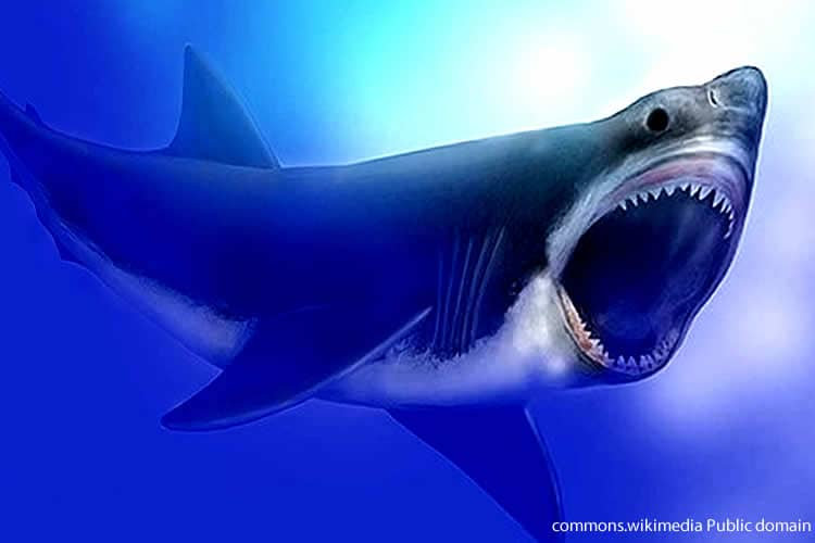 Mary Parrish, Smithsonian, National 