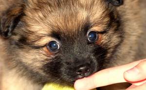 Хотите завести собаку?