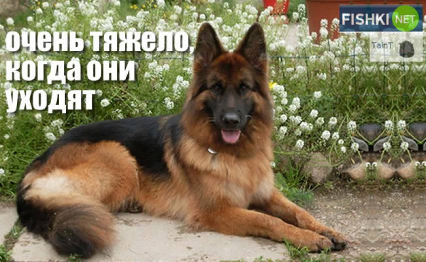 Они для нас часть жизни, мы для них вся жизнь...