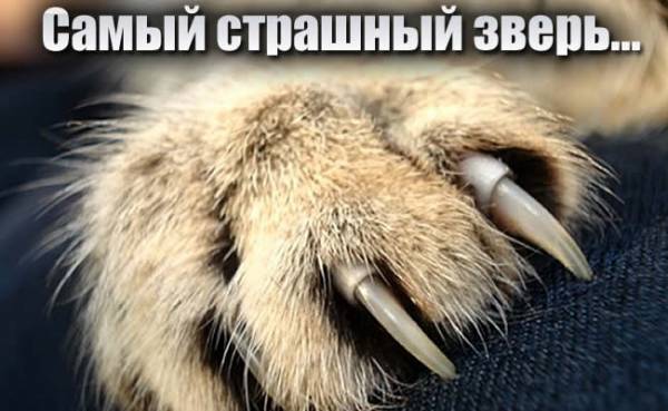 Самый страшный зверь